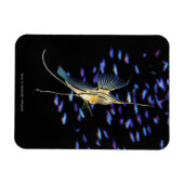 Freshwater Angelfish + Cardinal Tetras Magneet (Horizontaal)