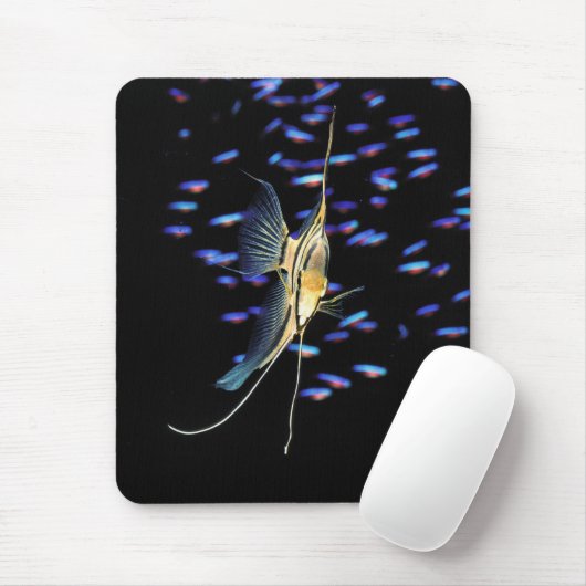 Freshwater Angelfish + Cardinal Tetras Muismat (Met muis)