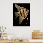 Freshwater Angelfish Poster (Keuken)
