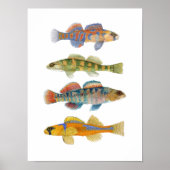 Freshwater Darter Art Poster (Voorkant)