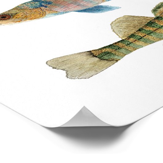 Freshwater Darters Art Poster (Hoek)