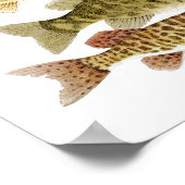 Freshwater Prijzen Poster (Hoek)