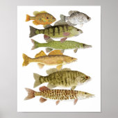 Freshwater Prijzen Poster (Voorkant)