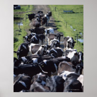 Fresian Dairy Koeien, wachtend op melk, Co Laois,