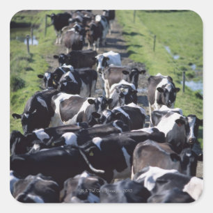 Fresian Dairy Koeien, wachtend op melk, Co Laois, Vierkante Sticker