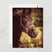 Fresian Horse Briefkaart (Voorkant / Achterkant)