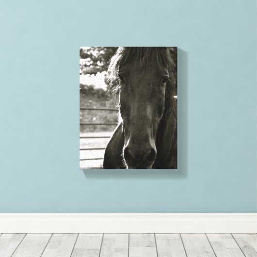 Fresian Paard Fotodoek Print (Insitu (Houten vloer))