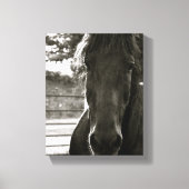 Fresian Paard Fotodoek Print (Voorkant)