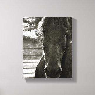 Fresian Paard Fotodoek Print