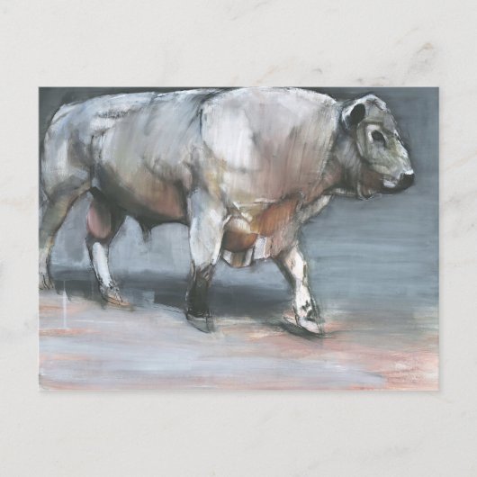 Fresno Galloway Bull Briefkaart (Voorkant)