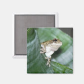 "Fridge Frog Magnet (Voorkant / Achterkant)