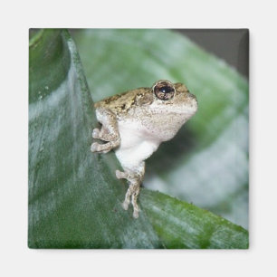 "Fridge Frog Magnet
