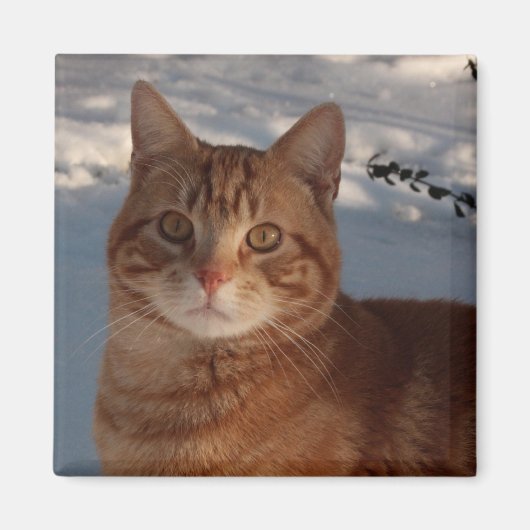 Fridge Kat Magneet (Voorkant)