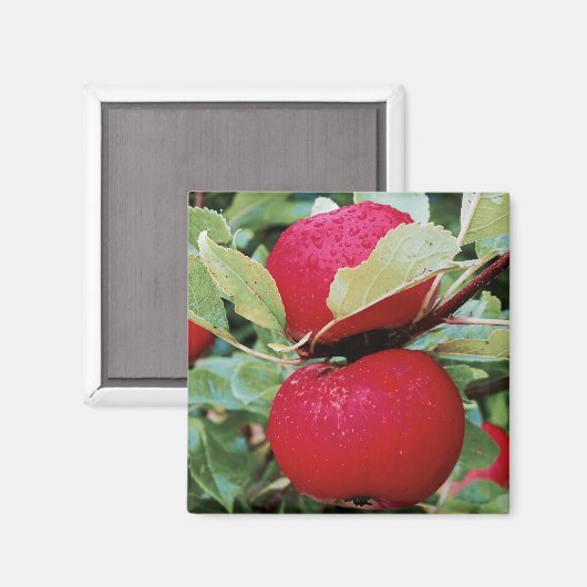 Fridge Magnet Apples (Voorkant / Achterkant)