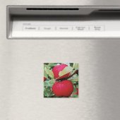 Fridge Magnet Apples (Insitu (Vaatwasser))