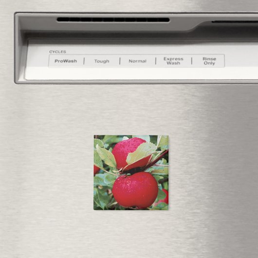 Fridge Magnet Apples (Insitu (Vaatwasser))