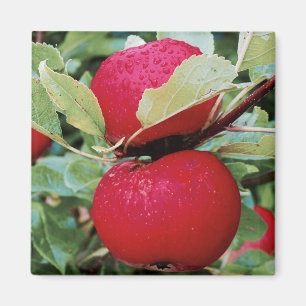 Fridge Magnet Apples