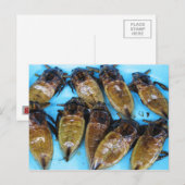 Fried Giant Water Bug (Maeng Daa) ... Aziatische l Briefkaart (Voorkant / Achterkant)