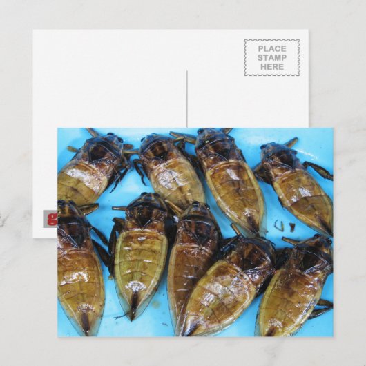 Fried Giant Water Bug (Maeng Daa) ... Aziatische l Briefkaart (Voorkant / Achterkant)
