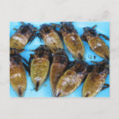 Fried Giant Water Bug (Maeng Daa) ... Aziatische l Briefkaart (Voorkant)