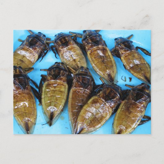 Fried Giant Water Bug (Maeng Daa) ... Aziatische l Briefkaart (Voorkant)