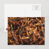 Fried Grasshopper (Takkataen Thot) Asian Food Briefkaart (Voorkant / Achterkant)