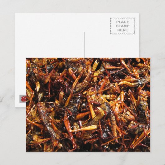 Fried Grasshopper (Takkataen Thot) Asian Food Briefkaart (Voorkant / Achterkant)