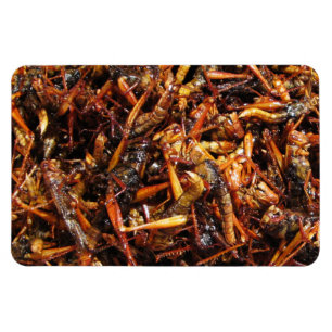 Fried Grasshopper (Takkataen Thot) Asian Food Magneet