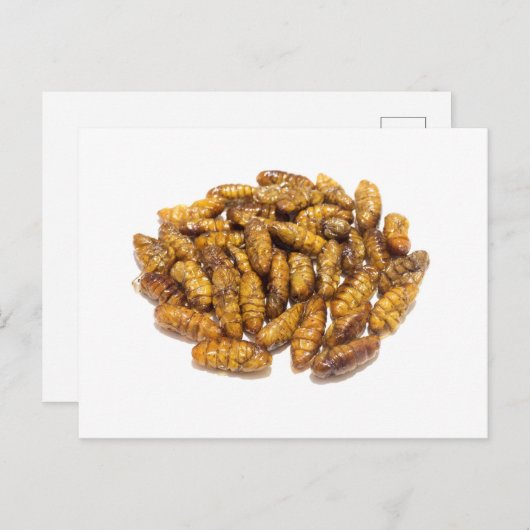 Fried zijderupspupae briefkaart (Voorkant / Achterkant)