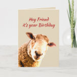 Friend Birthday Funny Sheep Animal Humor Feestdagen Kaart<br><div class="desc">Op vrijdag kunnen we op zoek gaan naar wat schaapsgewoontes. Fun Pun Funny Sheep Animal Humor voor je beste vriend</div>