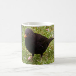 Friendly Blackbird Mok