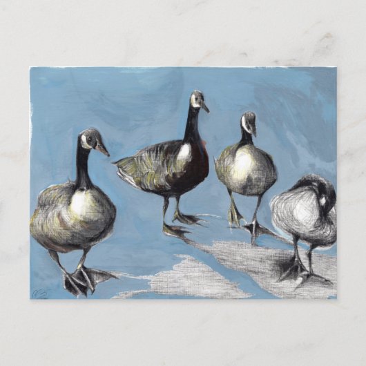Friendly Canada Geese 2012 Briefkaart (Voorkant)