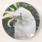 Friendly Cockato Parrot Bird Waves op Paparazzi Zandsteen Onderzetter (Voorkant)