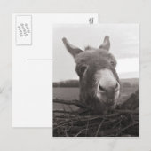 Friendly Donkey -  foto Briefkaart (Voorkant / Achterkant)