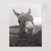 Friendly Donkey -  foto Briefkaart (Voorkant)
