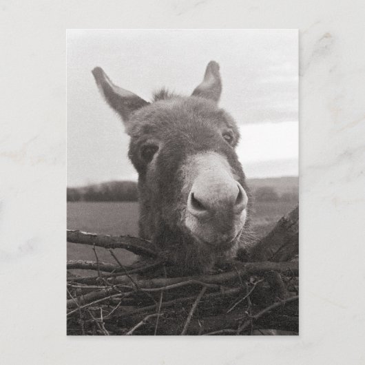 Friendly Donkey -  foto Briefkaart (Voorkant)
