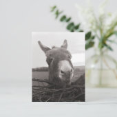 Friendly Donkey -  foto Briefkaart (Staand voorkant)