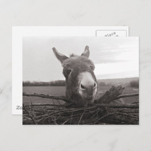 Friendly Donkey -  foto Briefkaart (Voorkant / Achterkant)