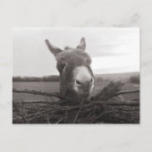 Friendly Donkey -  foto Briefkaart (Voorkant)