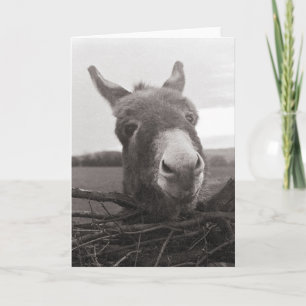 Friendly Donkey -  foto Kaart