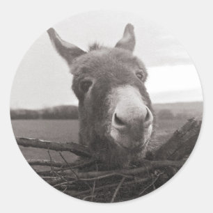 Friendly Donkey -  foto Ronde Sticker