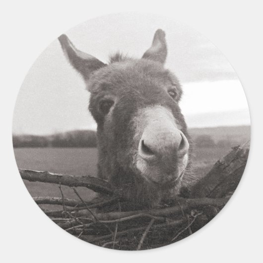 Friendly Donkey - foto Ronde Sticker (Voorkant)