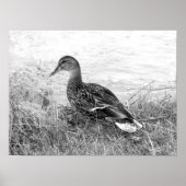 Friendly Duck Poster (Voorkant)