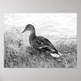 Friendly Duck Poster