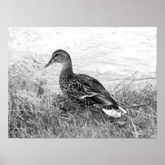 Friendly Duck Poster (Voorkant)