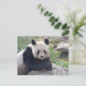 Friendly Giant Panda Briefkaart (Staand voorkant)