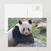 Friendly Giant Panda Briefkaart (Voorkant / Achterkant)