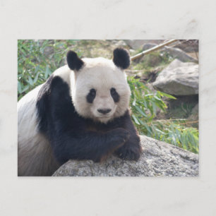 Friendly Giant Panda Briefkaart