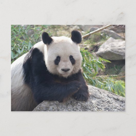 Friendly Giant Panda Briefkaart (Voorkant)