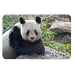 Friendly Giant Panda Magneet